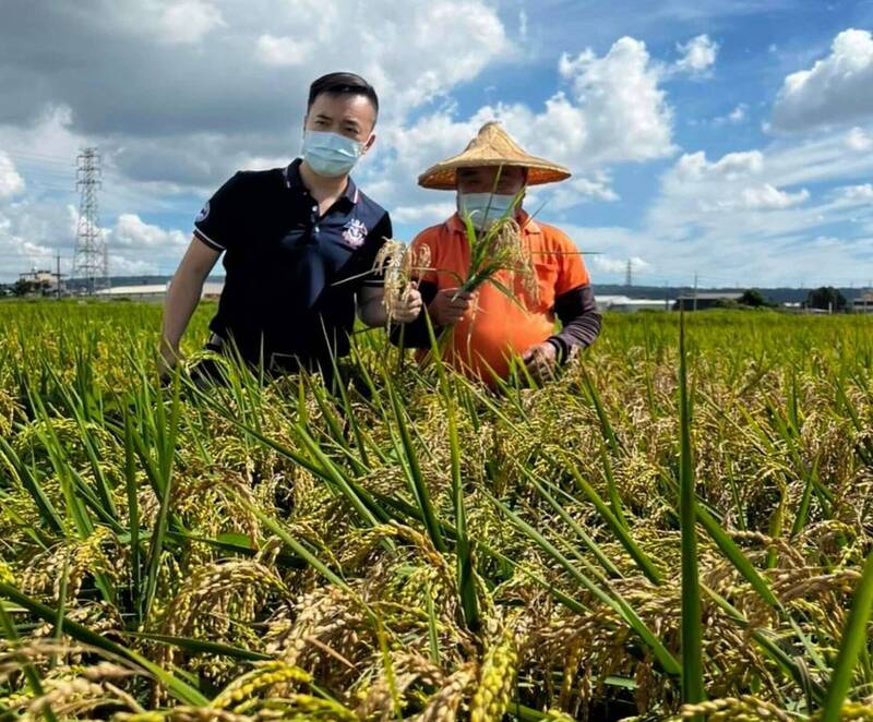 芬園鄉水稻出現「吊穗」或「吊狗」現象，穀粒形成「空包彈」，農會總幹事黃翊愷（左）接獲稻農陳情到場勘查。 （記者湯世名翻攝）