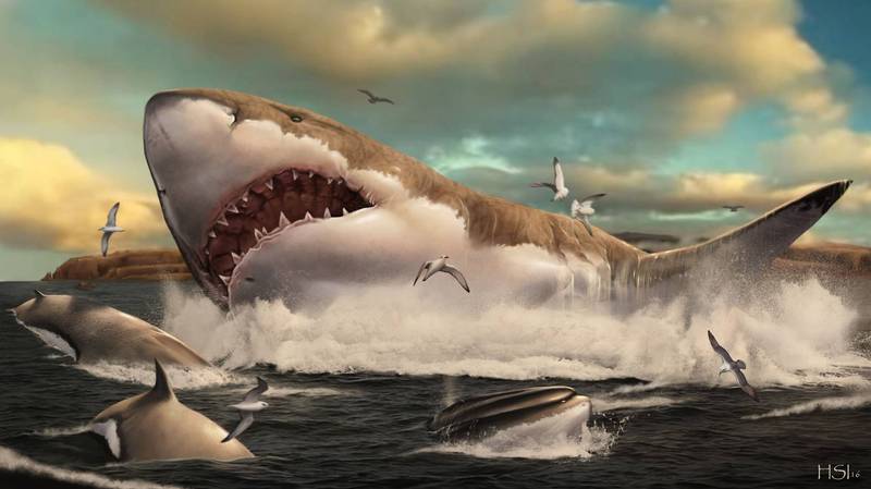 發現新證據！研究：大白鯊「幹掉」巨齒鯊成海洋霸主- 國際- 自由時報電子報
