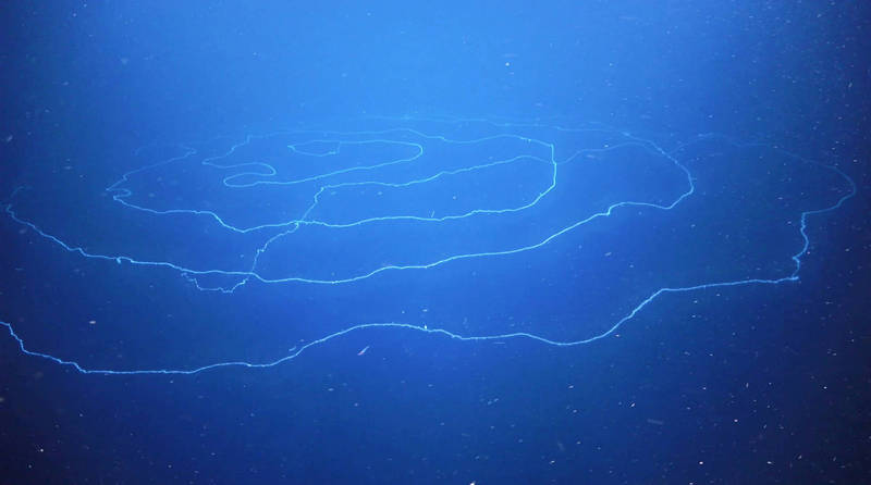 此為西澳深海生物示意圖，圖中出現之白色線狀物為西澳發現的巨型管水母，並非本文內提及之海草。（路透）