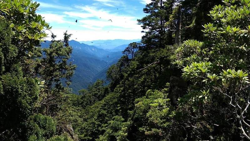 玉山塔塔加蝶類頻繁出沒形成蝶道，八通關西峰也有群蝶飛舞。（志工周伴昇攝，玉山國家公園管理處提供）