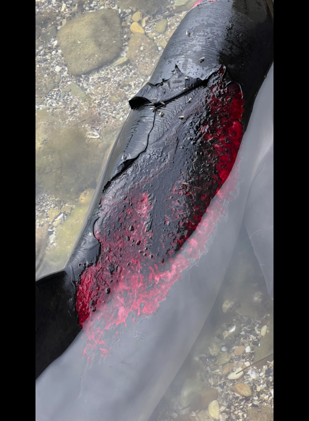 保加利亚「拯救海豚」运动发起人阿塔纳斯‧鲁瑟夫（Atanas Rusev）表示，很多搁浅的海豚已经失去导航能力且十分虚弱，身上甚至带有被炸弹或水雷炸伤的痕迹。（图取自脸书）(photo:LTN)