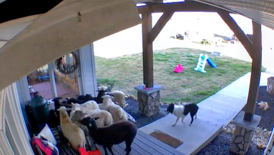 美國有隻邊境牧羊犬偷跑出門後，隔天帶著一群羊跟自己回家。（圖擷取自@HodgeCattleCo抖音）