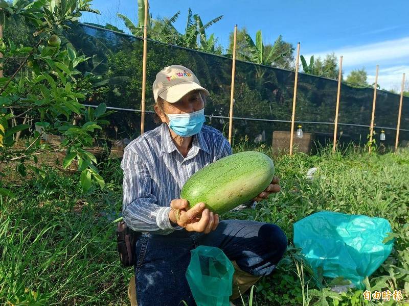 澎湖特有種農作物嘉寶瓜，時序進入盛產期。（記者劉禹慶攝）