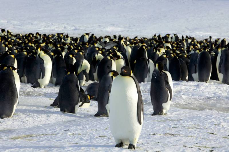《南极条约》会议计画加强保护皇帝企鹅，却遭中国反对。（路透）(photo:LTN)