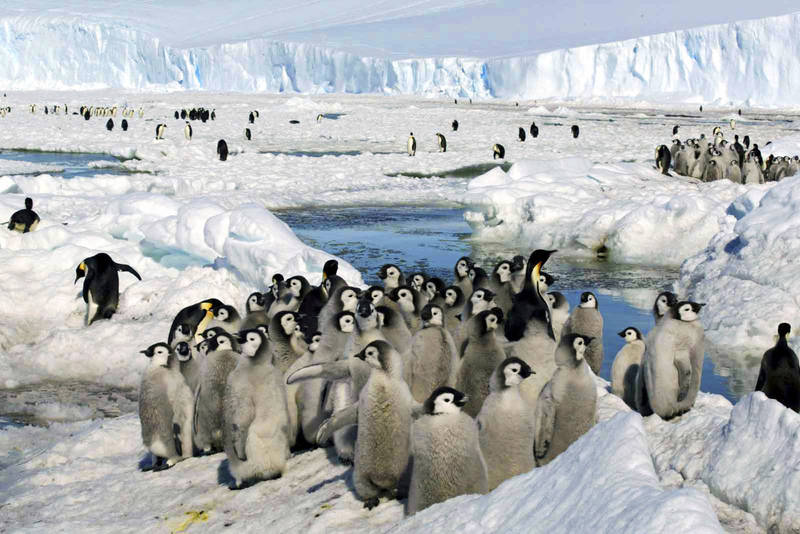 世界上最大的企鵝「皇帝企鵝」正因全球暖化，面臨南極洲自然棲地縮減的威脅。（美聯社）