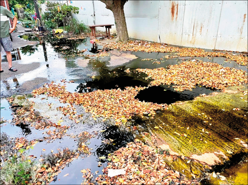 百年大榕樹疑受強酸水影響，導致樹葉轉黃、葉子快掉光。（觀音區市議員參選人、樹林里長吳進昌提供）