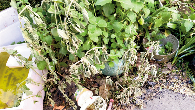 附近草叢受強酸廢水影響，明顯枯萎。（觀音區市議員參選人、樹林里長吳進昌提供）