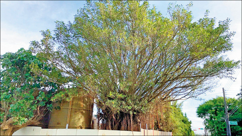 一棵百年大榕樹受強酸水影響，樹葉轉黃。（觀音區市議員參選人、樹林里長吳進昌提供）