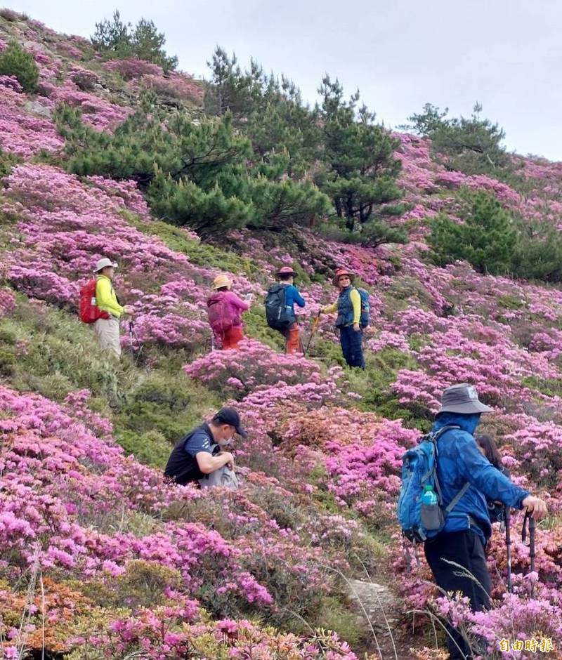 合歡北峰的紅毛杜鵑開得滿山滿谷，吸引許多遊客賞花拍照。（記者張協昇攝）