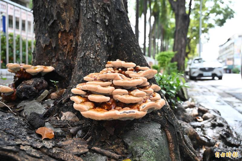 獨家》奇景！靈芝長高雄市區、大如披薩