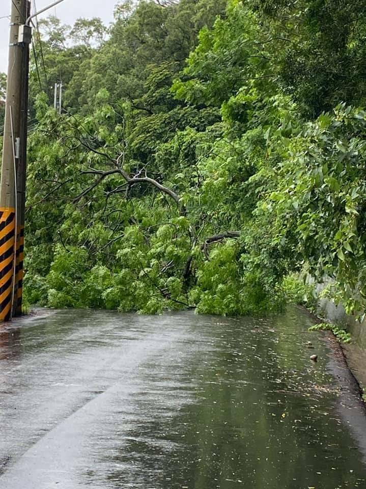 台中后里眉豐路樹木倒塌，交通中斷。（記者張軒哲翻攝）