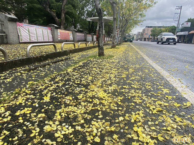 路竹高中人行道黃花灑落。（記者黃旭磊攝）