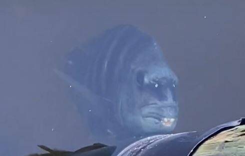 水裡驚見人臉 仔細看發現竟是「這種魚」