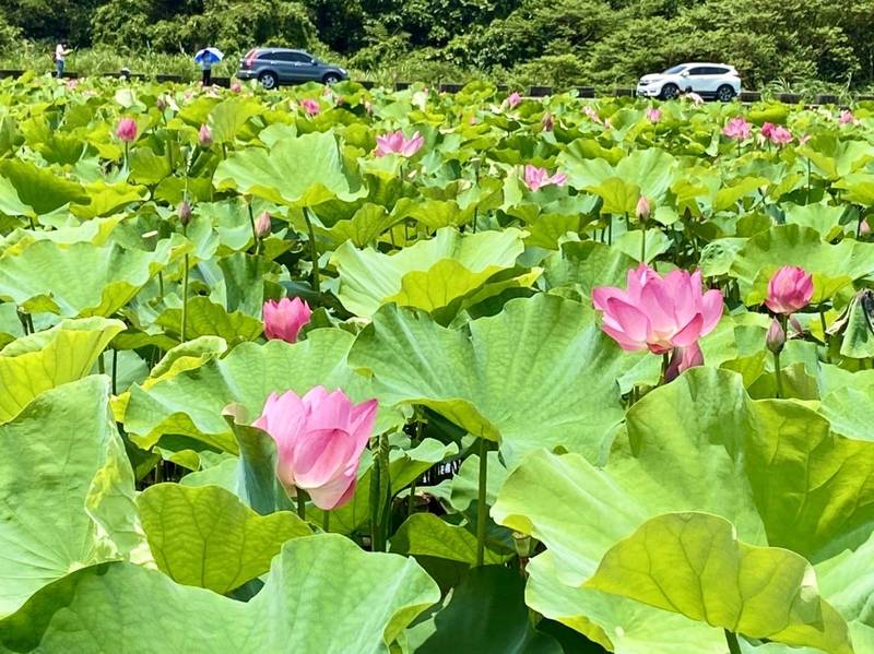 淡水區屯山里荷花田正盛開。（景觀處提供）