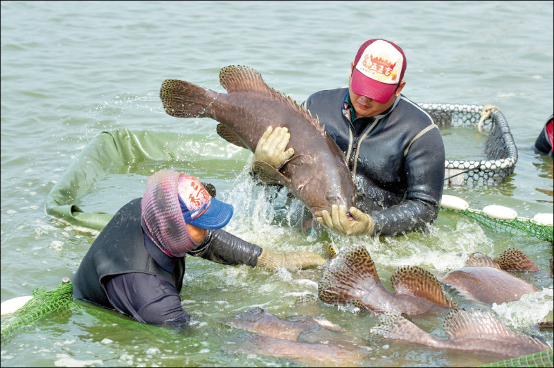 中方片面禁止輸入台灣石斑魚，農委會主委陳吉仲昨表示，啟動三大措施保障漁民生計。（資料照）