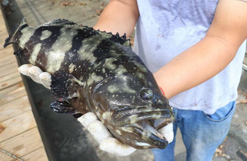 台灣石斑魚資料照。（農委會提供）