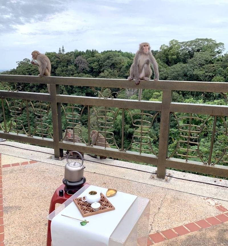 南投縣工藝茶文化研究協會在名間鄉受天宮舉辦茶業祭典活動時，也驚見4隻猴子出現情形。（圖由民眾提供）