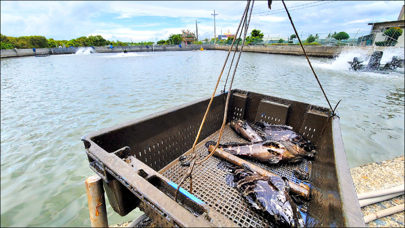 中國宣布禁台灣石斑魚輸入，農委會本週會邀集石斑魚業者討論外銷獎勵事宜。（資料照）