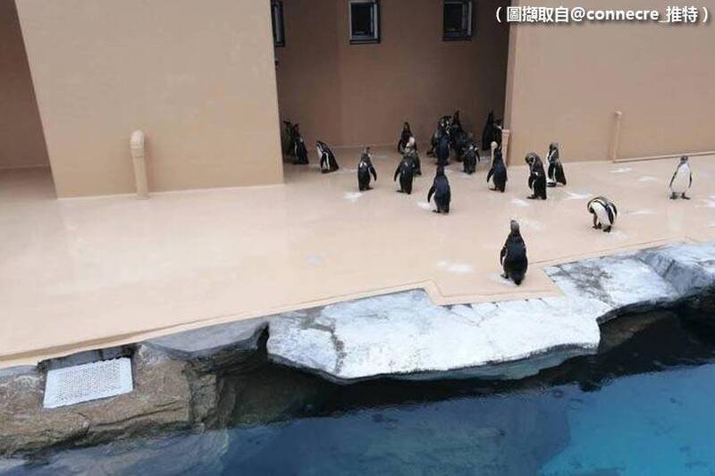 有名日本網友去一間水族館參觀時，目擊館內企鵝於閉館前10分鐘，就集體站在門口前集合，一副「準備下班」的模樣。（圖擷取自@connecre_推特，本報合成。）
