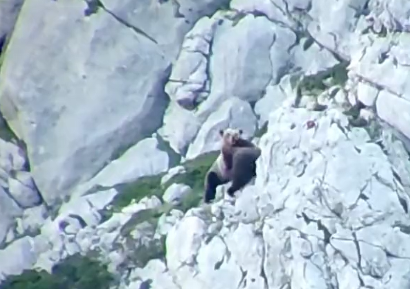 西班牙山区近期发生了一起激烈的双熊大战，双方来回厮杀后，双双跌落至悬崖下。（图撷取自@naturalezacyl推特）(photo:LTN)