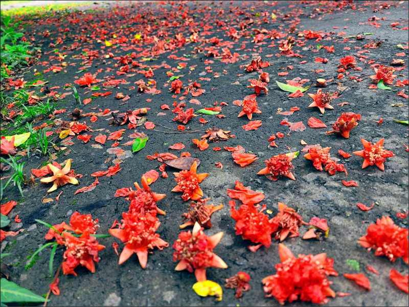 大雨造成武陵農場石榴花落滿地，形成美麗的石榴花毯。（武陵農場提供）