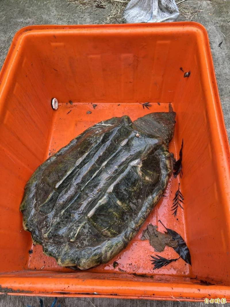 新竹市客雅溪出現長120公分、重72公斤巨型鱷龜、經動物園捕撈後已移到動物園安置，呼籲民眾別棄養。（記者洪美秀攝）