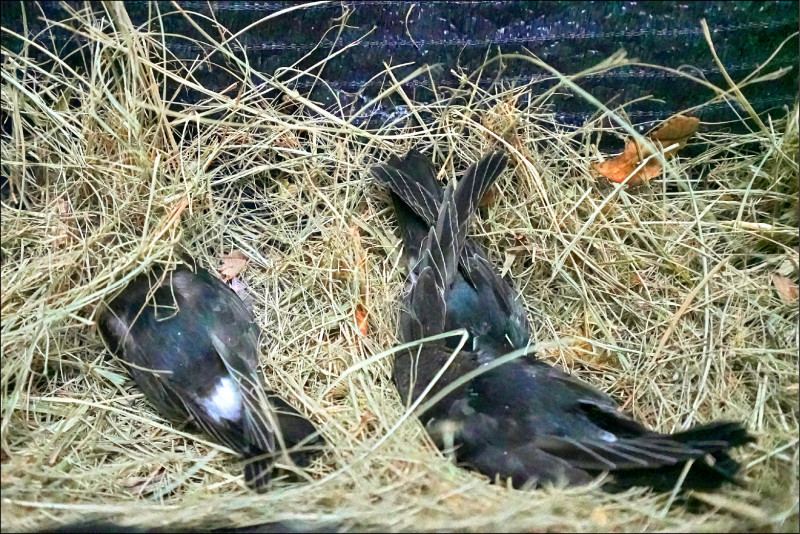 屏科大野生動物收容中心收容18隻小雨燕。（屏科大野生動物收容中心提供）