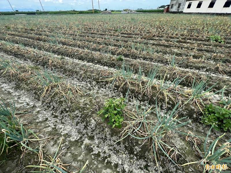 雲林種植的青蔥因連續降雨田間泡水苗株枯死，損失超過2成。（記者黃淑莉攝）