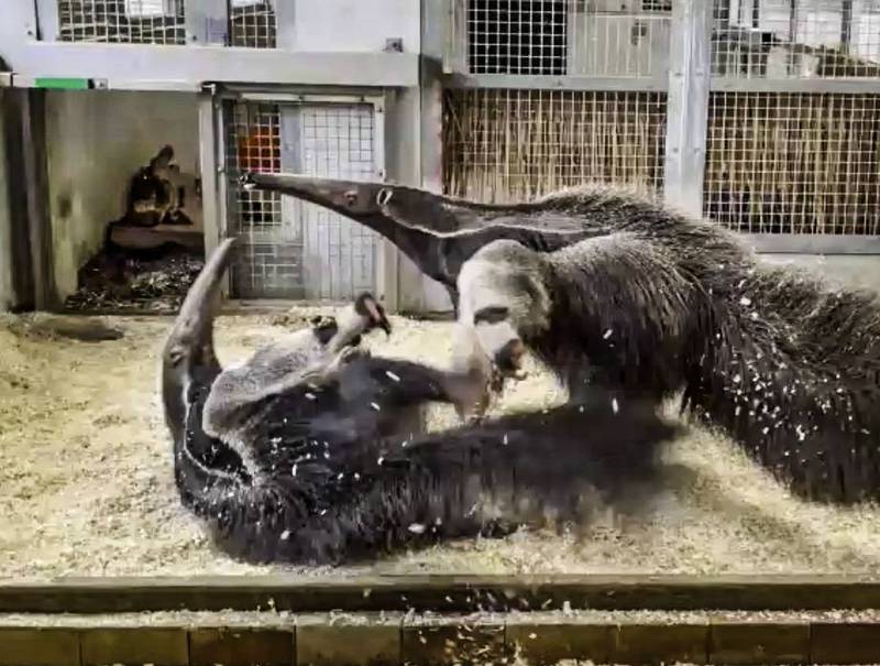 第一次親密接觸，雄性大食蟻獸「三平」來不及將雌性大食蟻獸「口袋莎」擺平，就直接被KO了。（上「口袋莎」、下「三平」。（台北市立動物園提供）