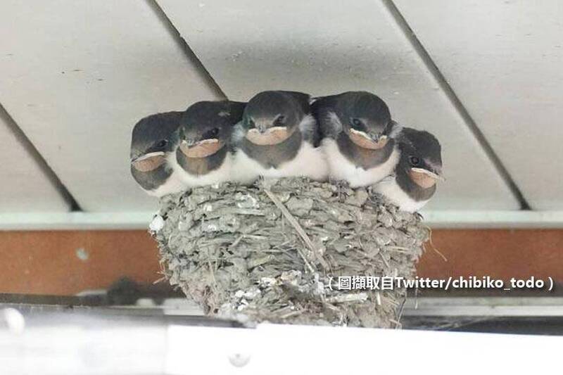 有夠擠！5隻燕子寶寶塞滿鳥巢 網笑：設計不良