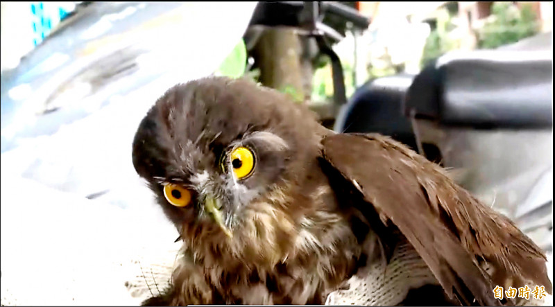 保育類的褐鷹鶚經治療和餵食，逐漸恢復活力。（記者盧賢秀攝）