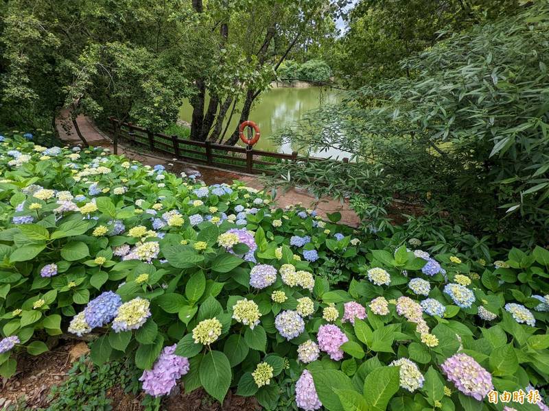 福壽山農場繡球花盛開。（記者張軒哲攝）