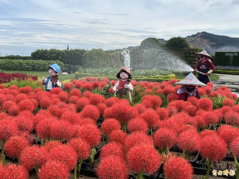 火球花盛開如煙火般燦爛 中社花市花期預計至7月中旬 生活 自由時報電子報