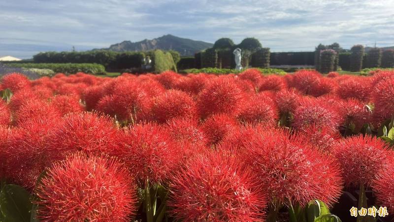 火球花盛開如煙火般燦爛 中社花市花期預計至7月中旬 生活 自由時報電子報