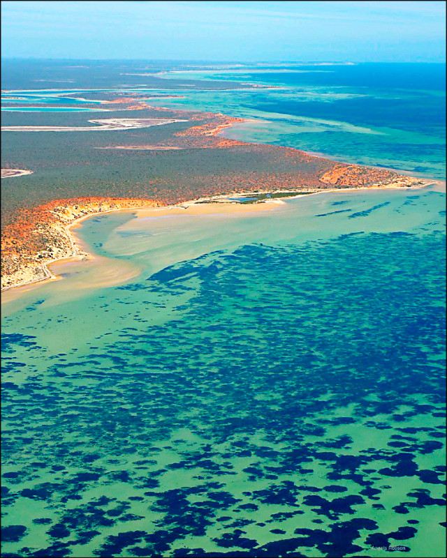 澳洲伯斯北方約800公里處的鯊魚灣的淺灘海域環境所孕育出的這一大片海草甸，被認為是全世界最大的植物。（美聯社）