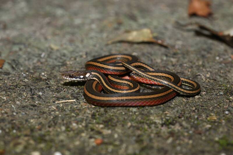 遇蛇切勿先打死再說！「金絲蛇」瀕絕種成台灣一級保育唯一蛇種- 生活- 自由時報電子報