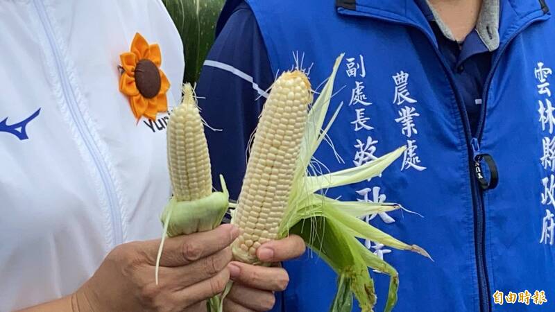 五月異常氣候致食用玉米災損，雲林縣獲公告全縣列入天然災害現金救助。（記者詹士弘攝）