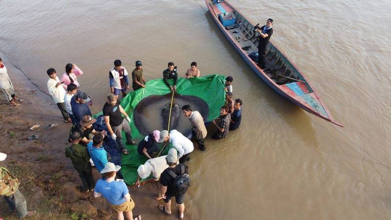 4公尺長魟魚現蹤湄公河  尺寸刷新世界紀錄