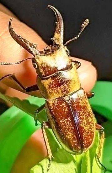 捕獲色違個體！沖繩高中生發現極罕見金色鍬形蟲