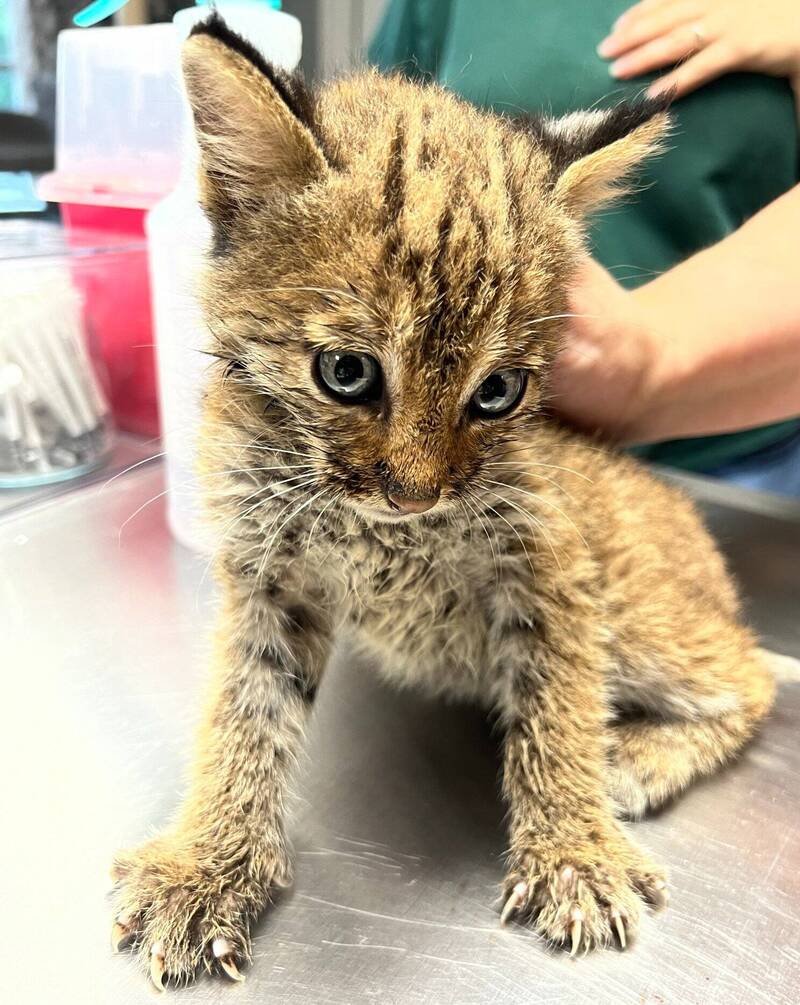 美國田納西州夫婦將撿到的小貓送到動物保護組織安置，但其實這是美國大山貓幼崽。（圖擷自True Rescue臉書）