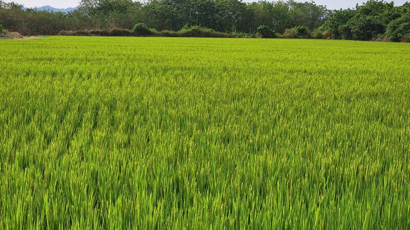 屏縣農業處籲請農民朋友把握時間投保水稻保險。（屏縣府提供）