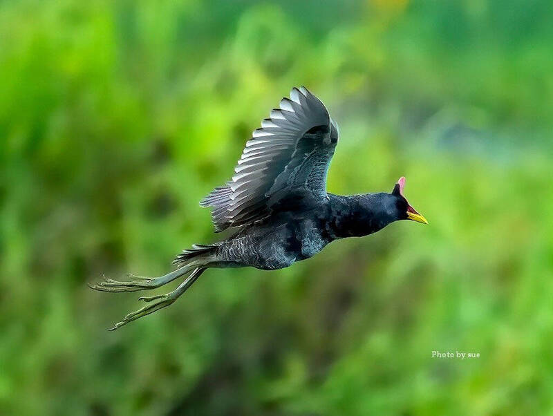 董雞在台南將軍區田野飛行的英姿。 （鳥友吳素娥提供）