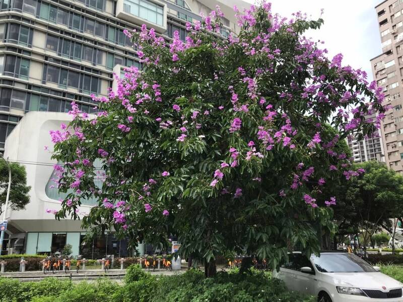 位於新北市立圖書館總館的大花紫薇已經進入花季。（圖由新北市綠美化環境景觀處提供）