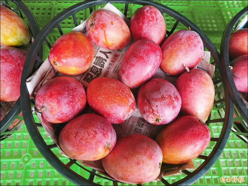 台南國際芒果節將於7月2日在走馬瀨農場登場。（記者洪瑞琴攝）