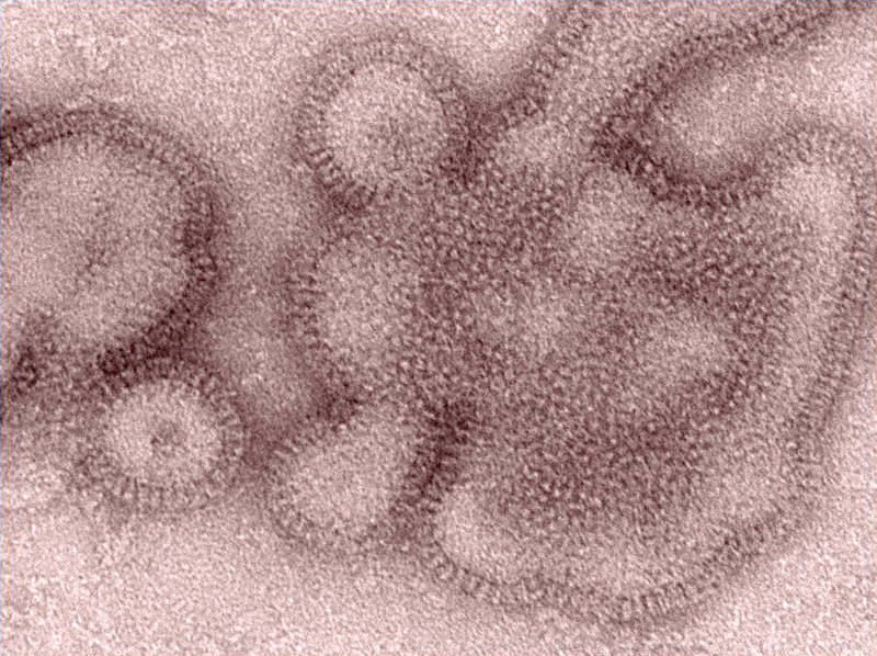 中國流感中心發布該國最新的流感監測訊息，觀察發現6月南方省份流感病毒檢測陽性率持續上升，部分省份進入夏季高峰期，以A型亞型流感病毒（H3N2）為主。（美聯社）