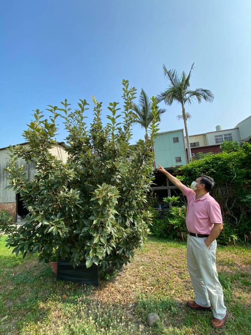 新竹縣婦幼館復育的槲櫟最高的已有3公尺高。（竹縣府提供）
