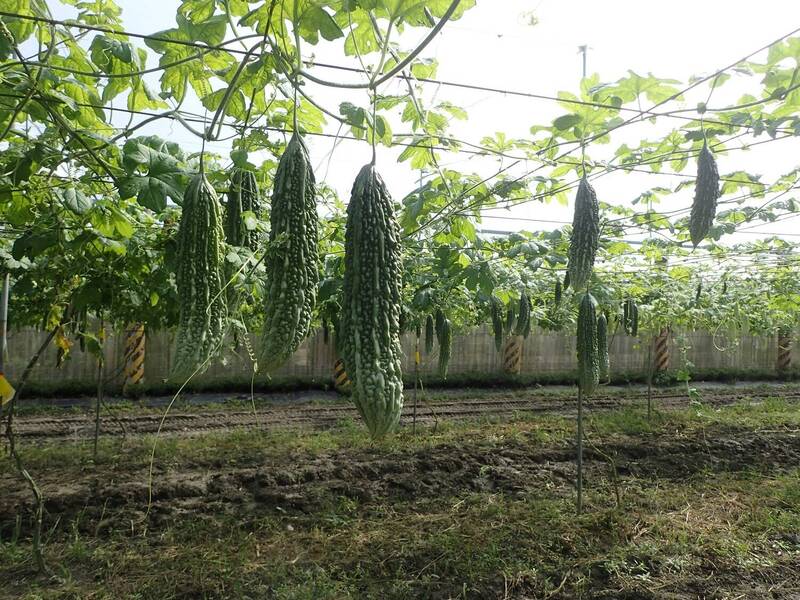 苦瓜花蓮6號品種生長勢強、產量高、栽培容易，因口感好深受市場歡迎。（圖由花蓮農改場提供）