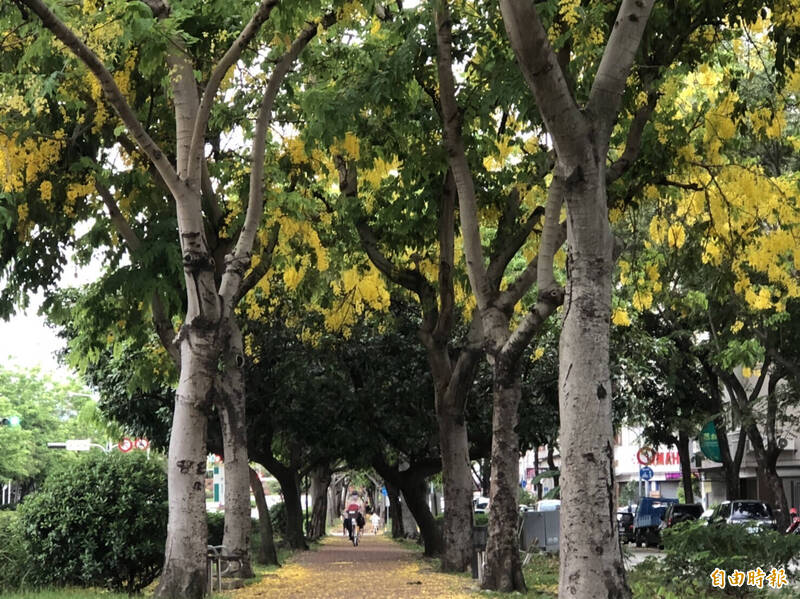 興大路綠園道的阿勃勒盛開。（記者許國楨攝）