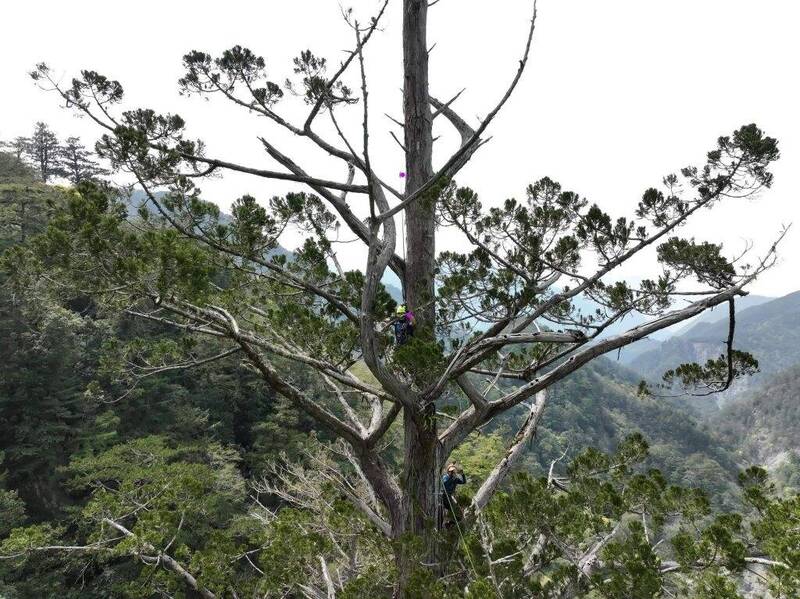 林試所助理研究員徐嘉君表示，找出巨木之後將展開一系列生態研究，圖為卡阿郎巨木。（林試所提供）