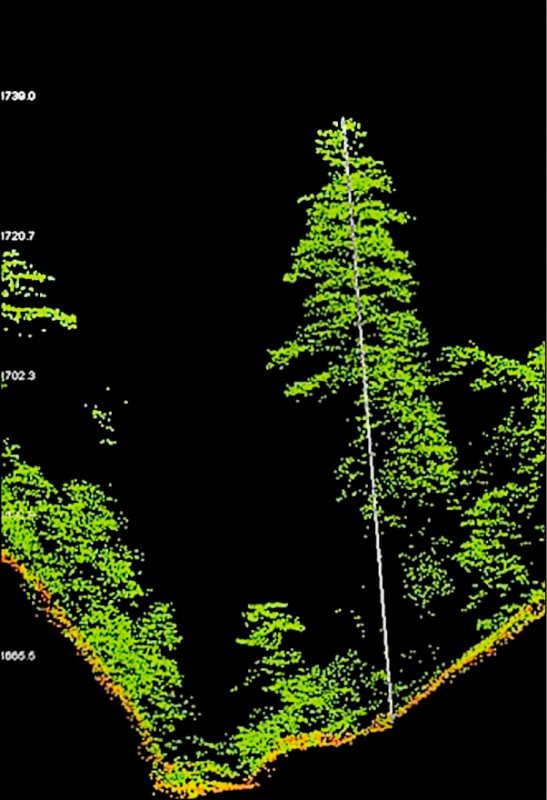 編號55214巨木可能是台灣杉，林試所預定年底至現場勘查，該巨木可望成東亞第一高樹。（圖：林試所提供）